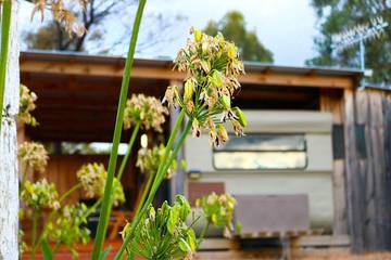Camping für 2 Personen in Shire of Murrindindi, Victoria, Bild 2