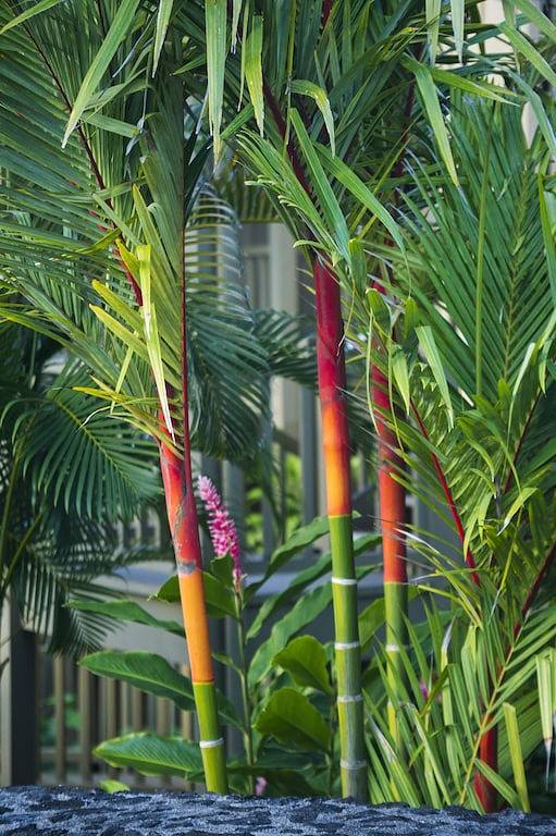 Ferienwohnung für 4 Personen, mit Garten und Terrasse auf Maui