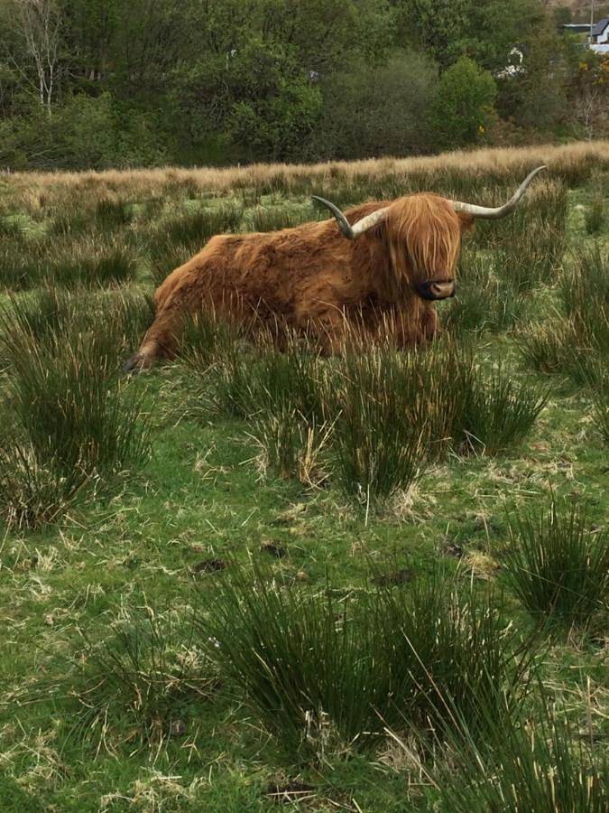 Chambre d’hôte pour 3 personnes, avec jardin et vue à Fort William - 4