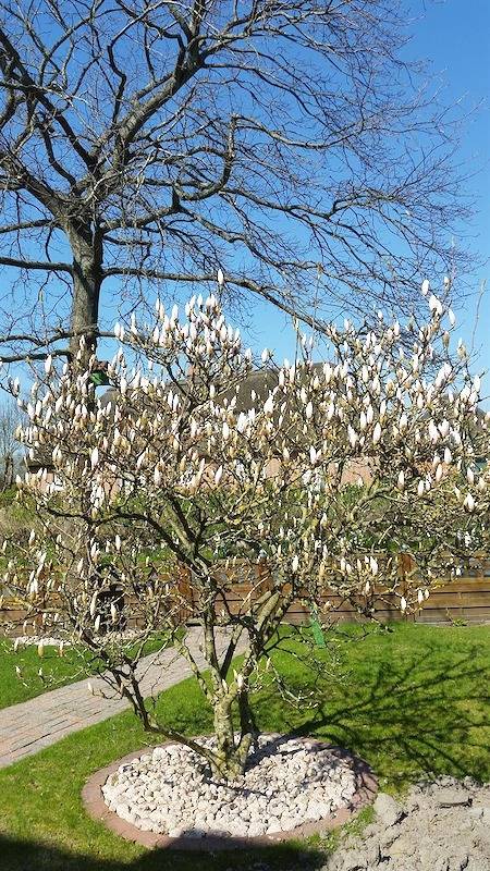 Ferienhaus für 4 Personen, mit Terrasse und Garten, mit Haustier in Tating - 3