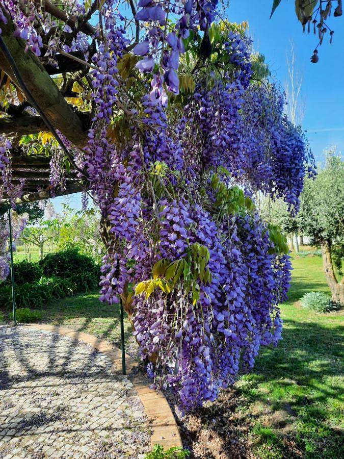 Casa de vacaciones para 8 personas, con Balcón y Jacuzzi además de Terraza y Jardín en Alentejo - 2