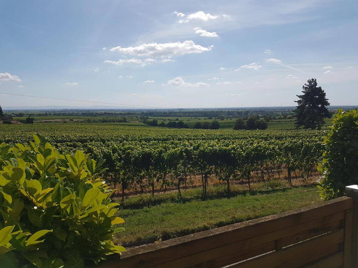 Ganze Wohnung, Wohnung in den Weinbergen in Wachenheim, Pfälzer Rheinebene