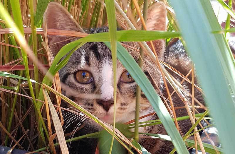 Gästehaus Bommelsen - Tinyhäuser in Bomlitz, Landkreis Heidekreis