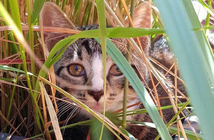 Bauernhof für 4 Personen, mit Terrasse und Pool sowie Garten, mit Haustier in der Lüneburger Heide - 4