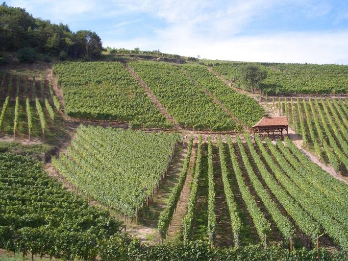 Location de vacances pour 2 personnes, avec terrasse à Dambach-la-Ville - 4