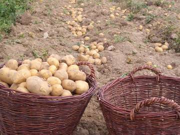 Ferienwohnung für 4 Personen in Blankenrath, Moseleifel, Bild 4