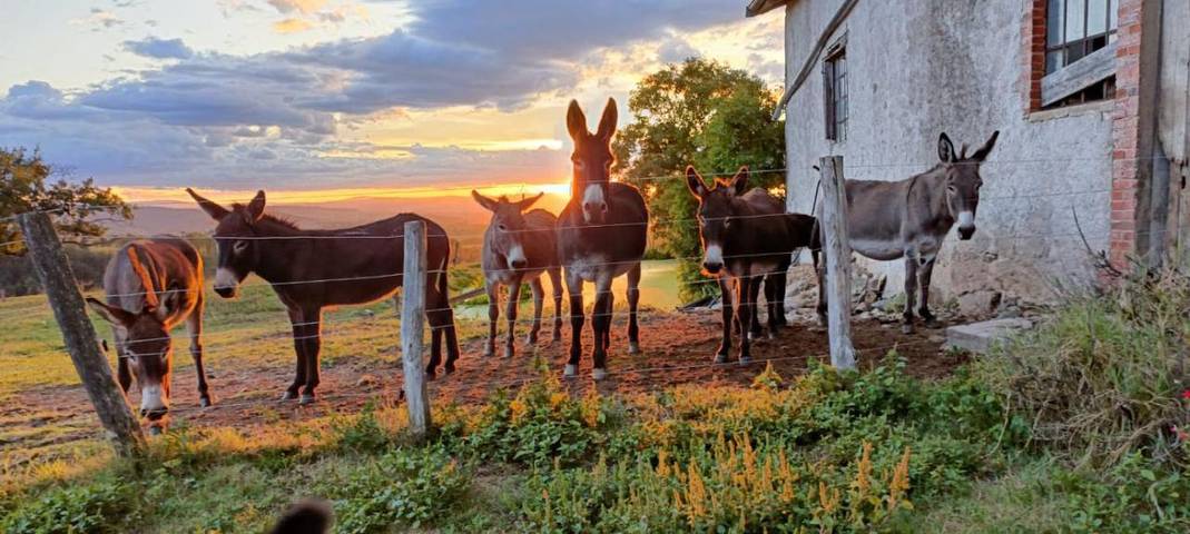 Location de vacances pour 9 personnes, avec vue et jardin ainsi que sauna et terrasse, animaux acceptés dans Lay - 4