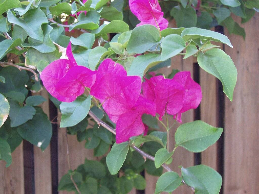 Charming 2/1 Tropical Getaway - zu Fuß zum Strand in Juno Beach, Palm Beach County