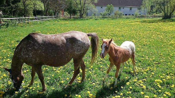Bauernhof für 4 Personen, mit Pool und Balkon sowie Garten in Hessen - 2