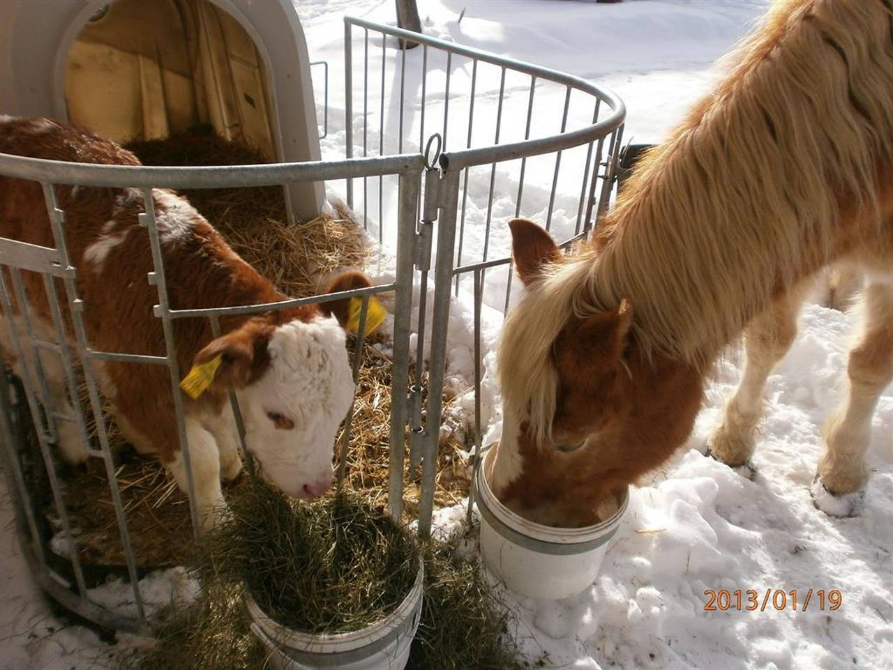 Reitbauernhof Ferner - Doppelzimmer mit Dusche, Wc in Mühlen, Lavanttaler Alpen