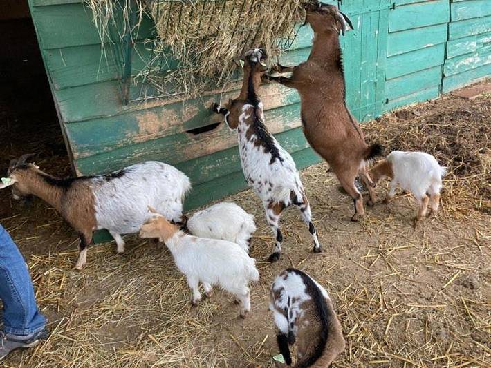 Location de vacances pour 4 personnes, avec terrasse et piscine, animaux acceptés à Puygaillard-de-Quercy - 4