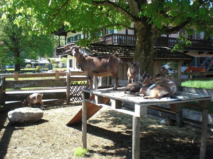 Familienbauernhof Berghammer - Ropfer Hof - Ferienwohnung 1 in Sonnenmoos, Rottach-Egern