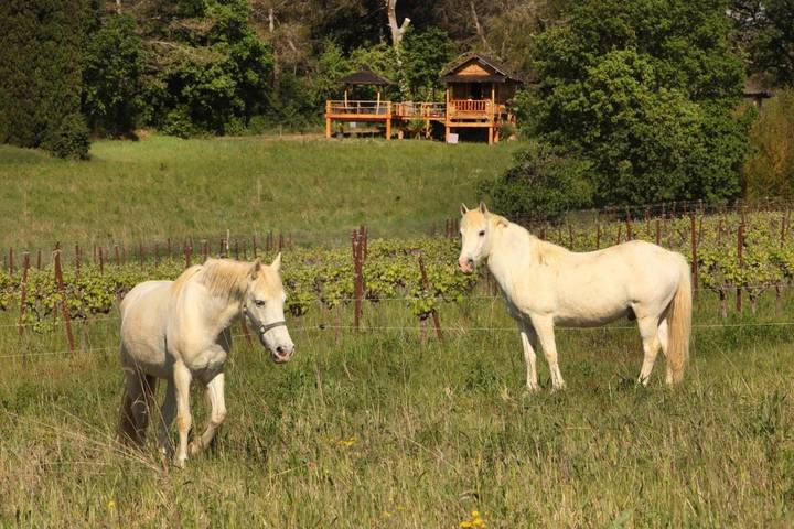 Location de vacances pour 3 personnes, avec piscine ainsi que vue et jardin à Aigremont - 2