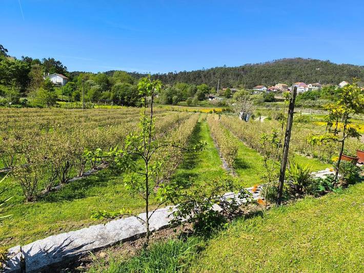 Parc de vacances pour 4 personnes, avec jardin et vue ainsi que terrasse et piscine, animaux acceptés dans Castro Daire - 3