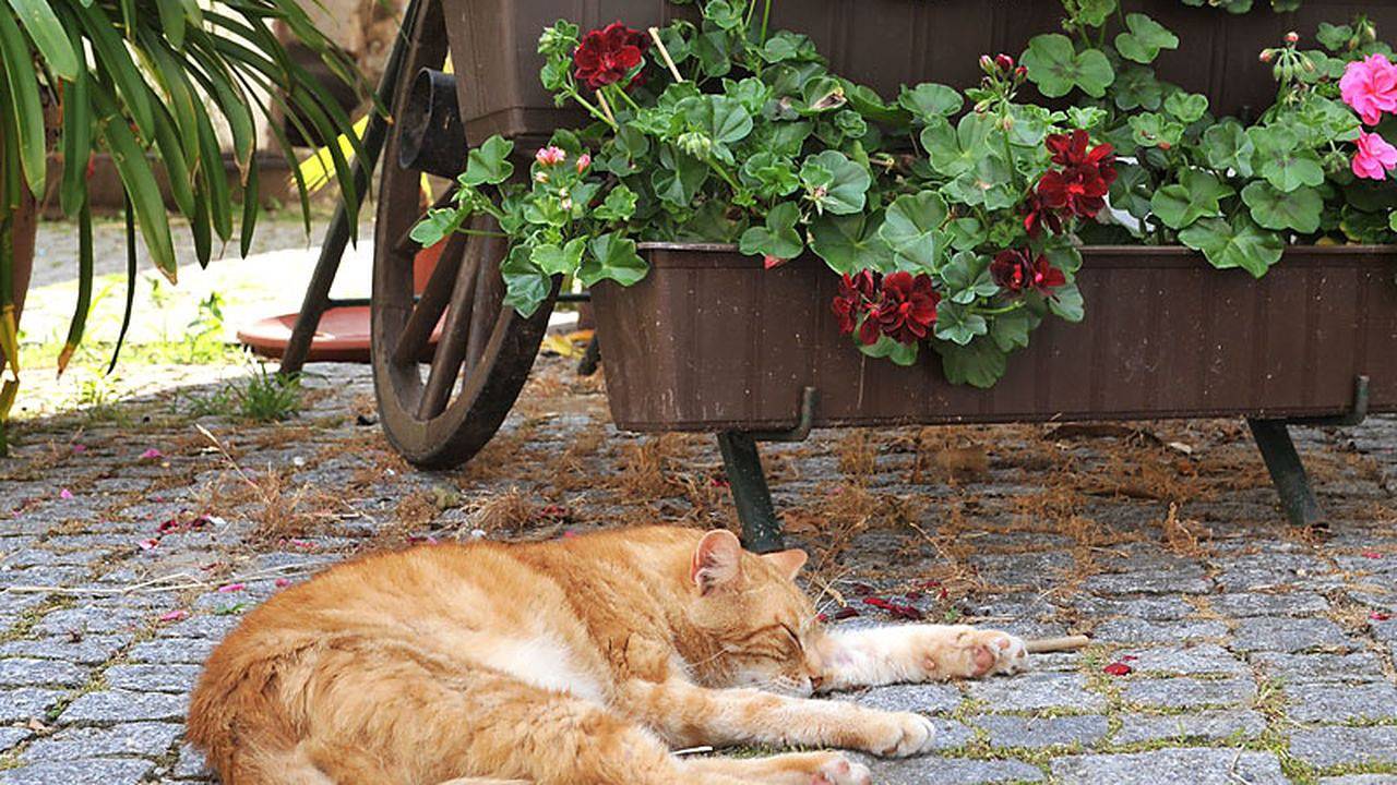 Ganze Ferienwohnung, Ferienwohnung für 3 Personen in Moritzburg in Moritzburg, Meißen Region