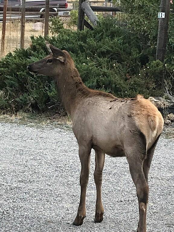 Scheune am Ufer des Yellowstone National Park in Gardiner, Absaroka Range