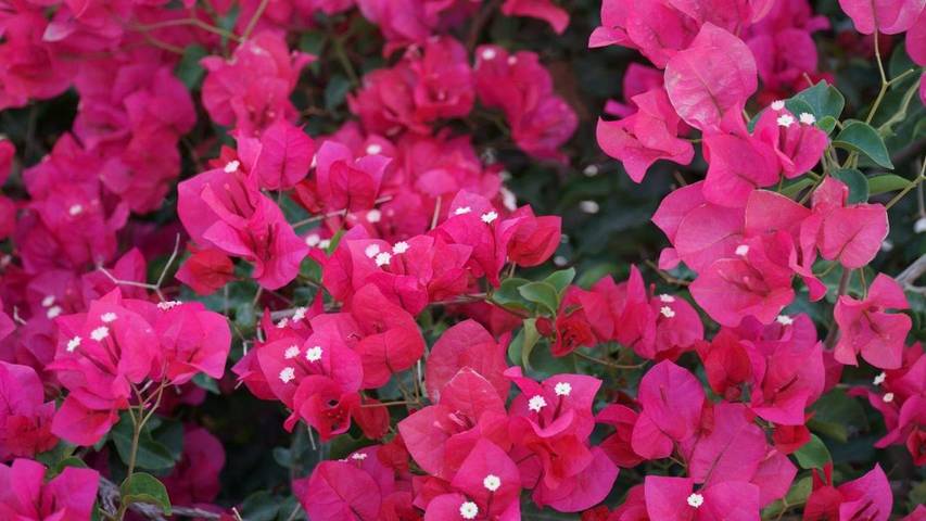 Chambre d’hôte pour 2 personnes, avec terrasse et jardin à Perissa - 3