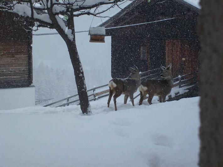 Ferienhaus für 5 Personen, mit Ausblick und Balkon, kinderfreundlich in Osttirol - 2