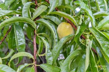 Vacation House for 12 Guests in Bentonville, Ozark Mountains, Picture 3