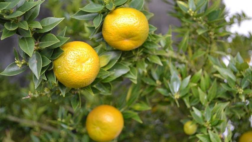 Ferienwohnung für 5 Personen, mit Terrasse in Mölln - 4