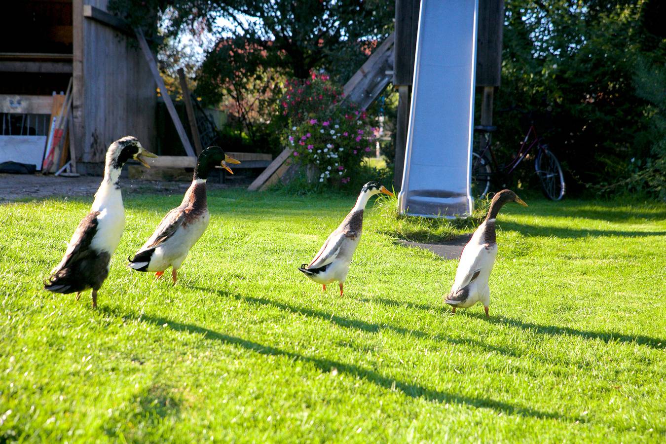 Ganze Ferienwohnung, Stroblhof, Appartement Kirnberg in Böbing, Romantische Straße