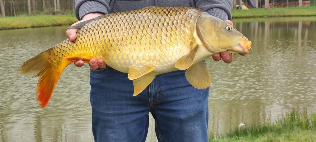 Gîte pour 2 personnes, avec vue ainsi que vue sur le lac et jardin, animaux acceptés dans Parc naturel régional des Ardennes - 2