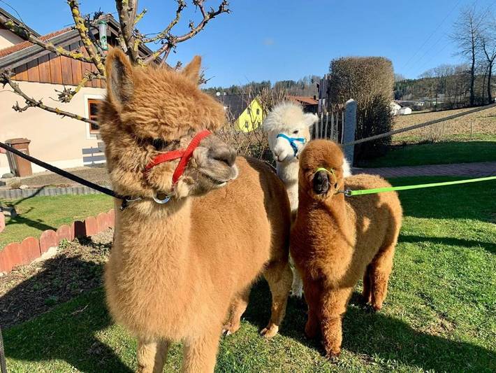 Ferienhaus für 4 Personen, mit Garten und Terrasse in Waldmünchen - 3