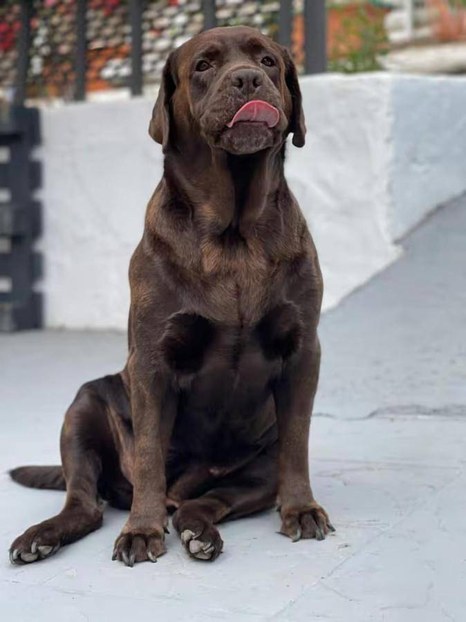 Gîte pour 3 personnes, avec jardin ainsi que vue et terrasse, animaux acceptés à Agaete - 3