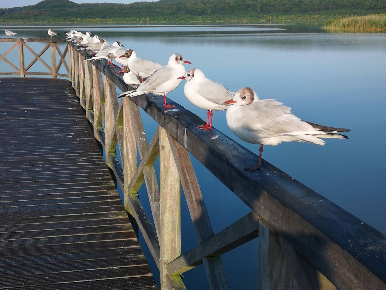 Ganze Ferienwohnung, Bungalow am See - Appartement Seeblick in Binz, Rügen