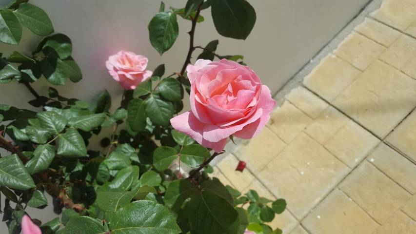 Location de vacances pour 6 personnes, avec piscine ainsi que jardin et vue, animaux acceptés à Tropea - 4