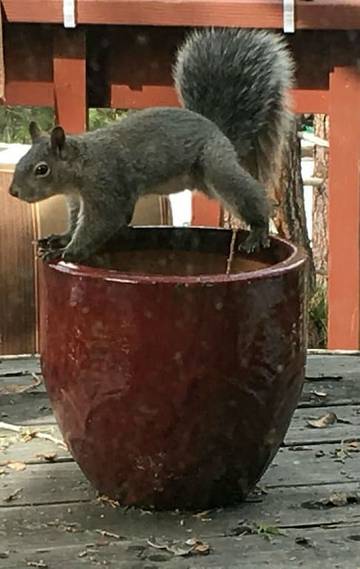 Log Cabin for 8 Guests in Idyllwild, Riverside County, Picture 3