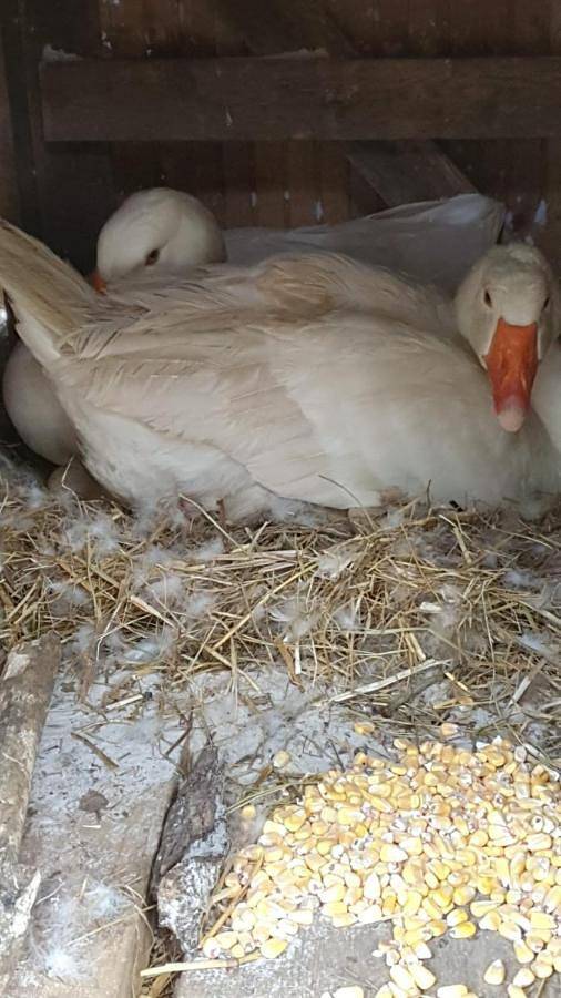 Gîte pour 7 personnes, avec terrasse et vue à Saint-Aubin-de-Nabirat - 4