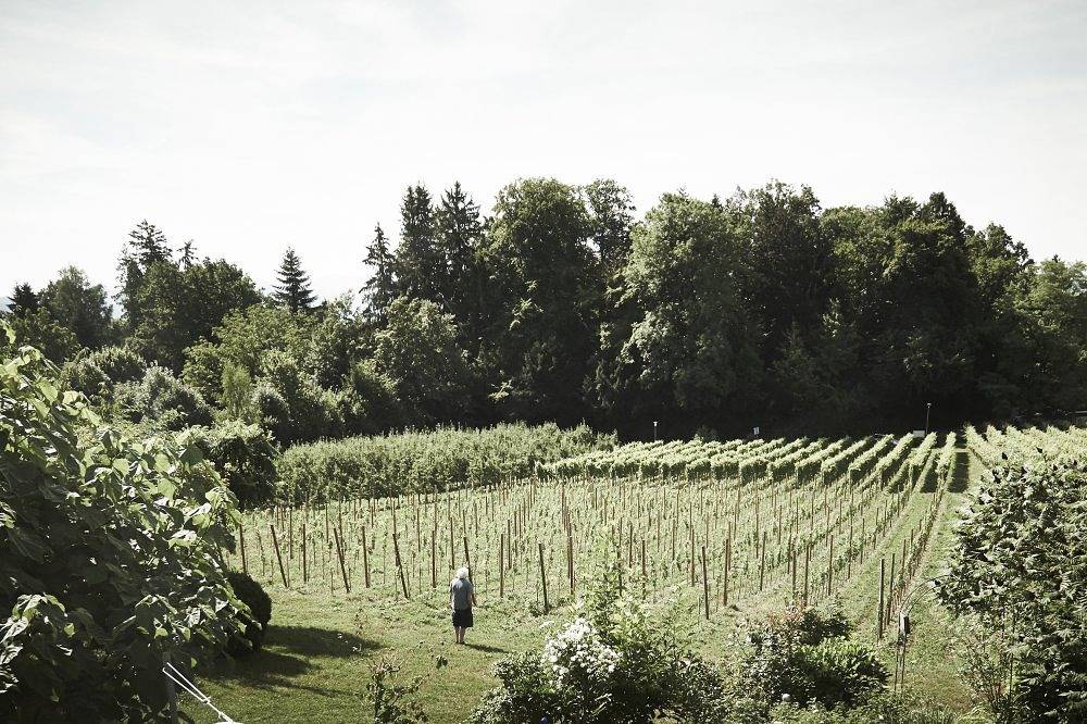 Ganze Ferienwohnung, Landhaus Haug - Ferienwohnung 1 in Bad Schachen, Lindau