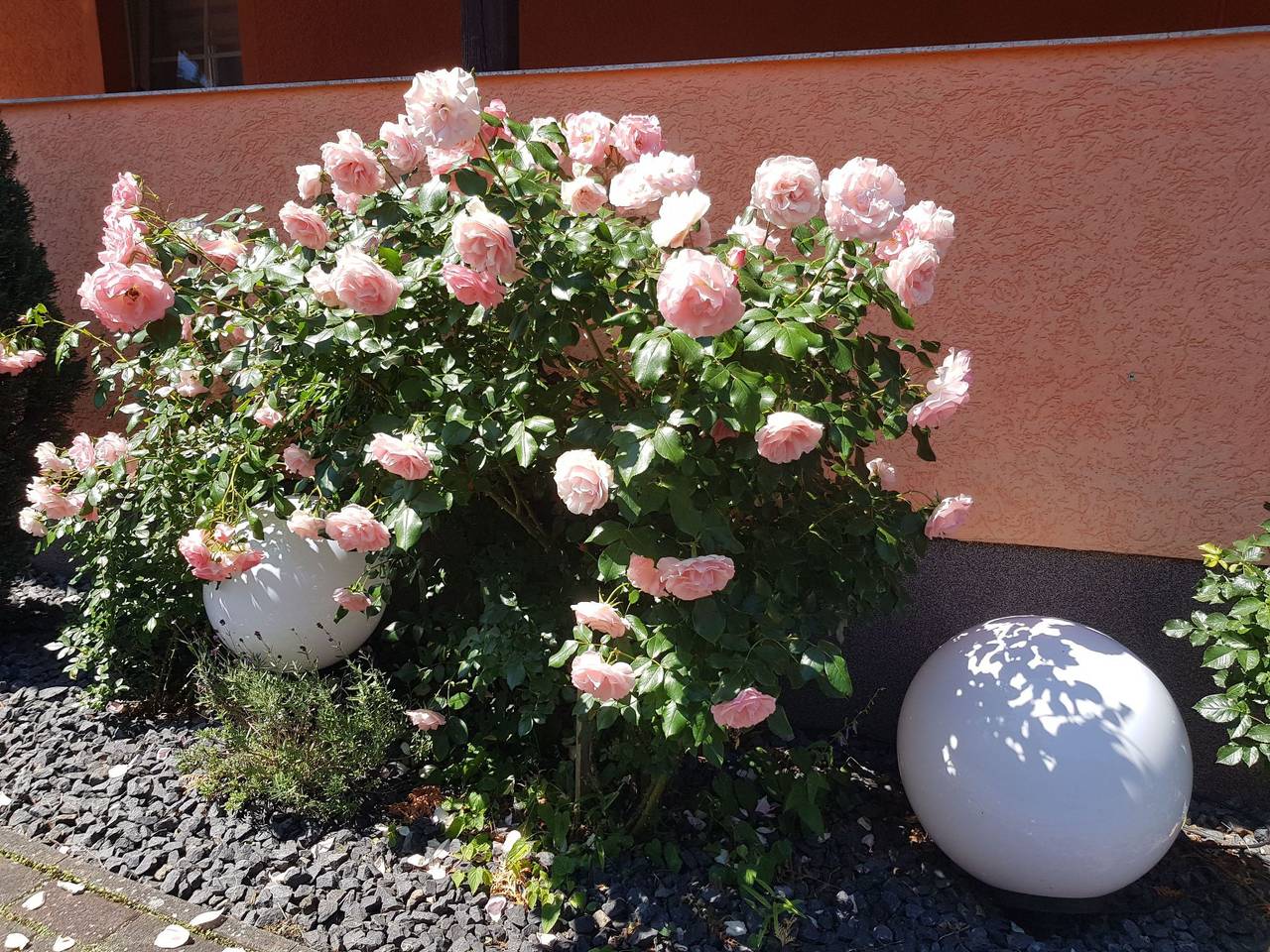Ganze Wohnung, Waldperle in Altwarp, Vorpommern Greifswald