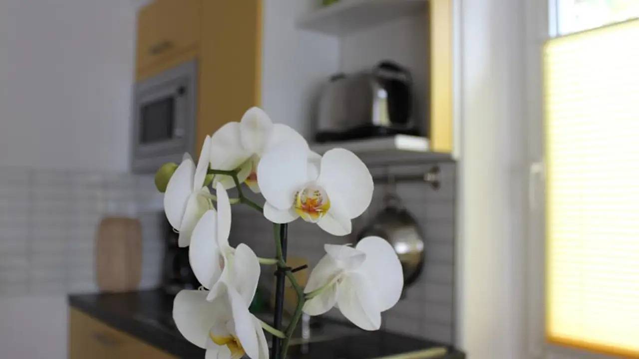 Ganze Ferienwohnung, Ferienwohnung für 2 Personen (35 m²) in Dresden in Laubegast, Dresden