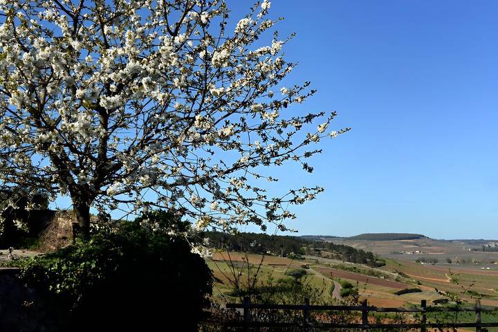 Location de vacances pour 2 personnes, avec jardin à Beaune - 3