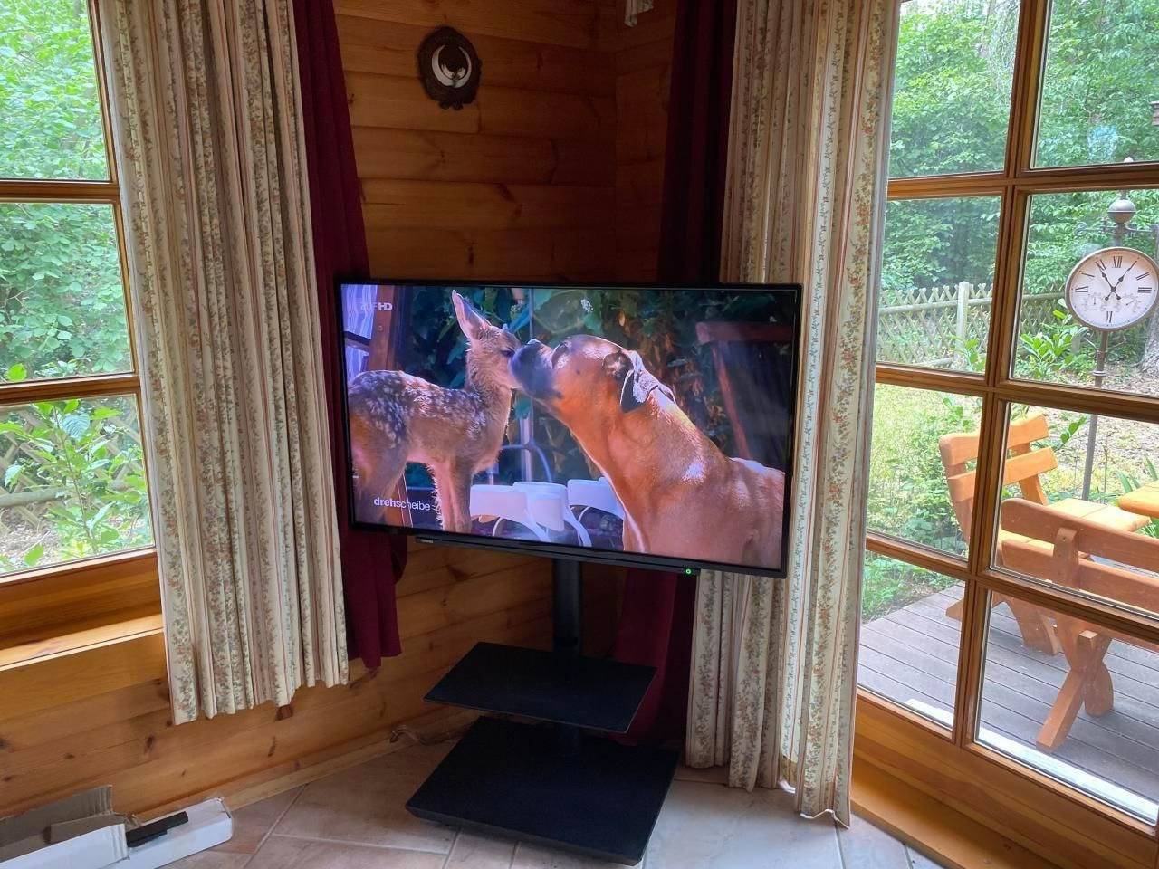 Waldhauseichhörnchen in Bad Schmiedeberg, Dübener Heide