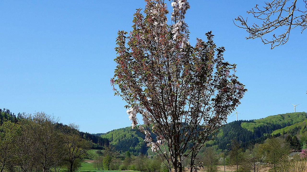 Ganze Ferienwohnung, Ferienwohnung für 4 Personen (92 m²) in Seelbach in Seelbach, Mittlerer Schwarzwald