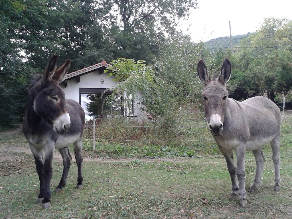 Gîte des 2 Ânes in Roisey, Parc Naturel Régional du Pilat