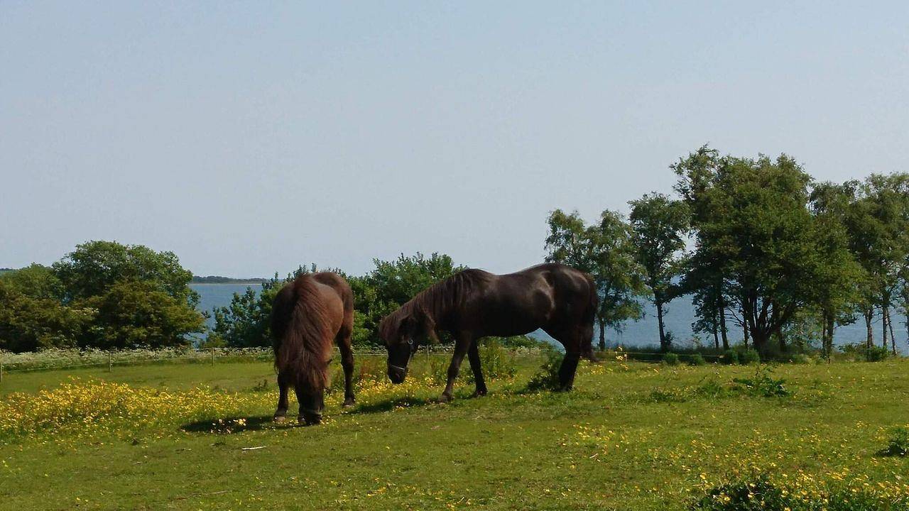 Ferienhaus für 12 Personen (142 m²) in Apenrade in Loddenhøj, Apenrade