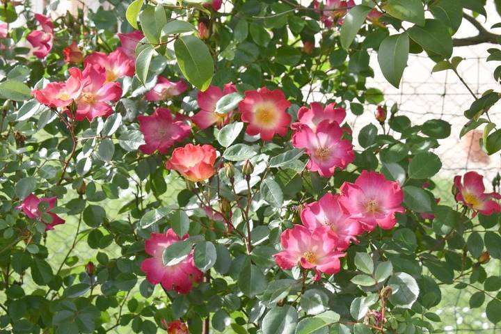 Location de vacances pour 6 personnes, avec vue et jardin à Montauban - 3