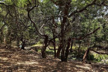 Cottage for 2 Guests in Gillespie County, Picture 4