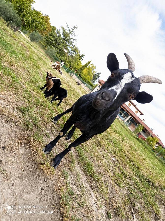 Agriturismo Corte Maccini in Verona, Provincia di Verona