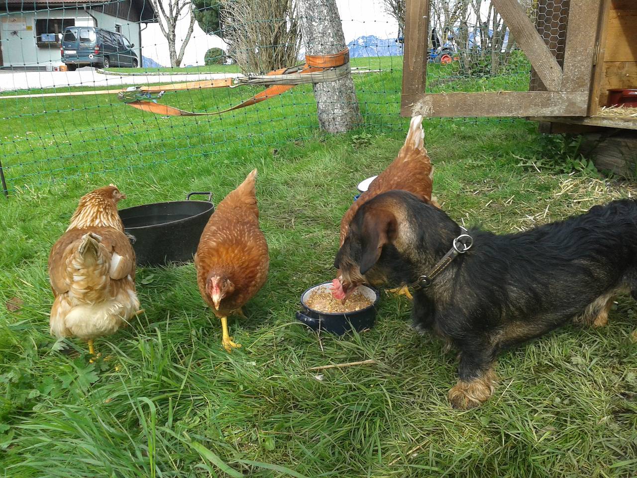 Ferienwohnung am Bauernhof "Koa" in Bad Goisern - Ferienwohnung Koa in Bad Goisern am Hallstättersee, Totes_Gebirge