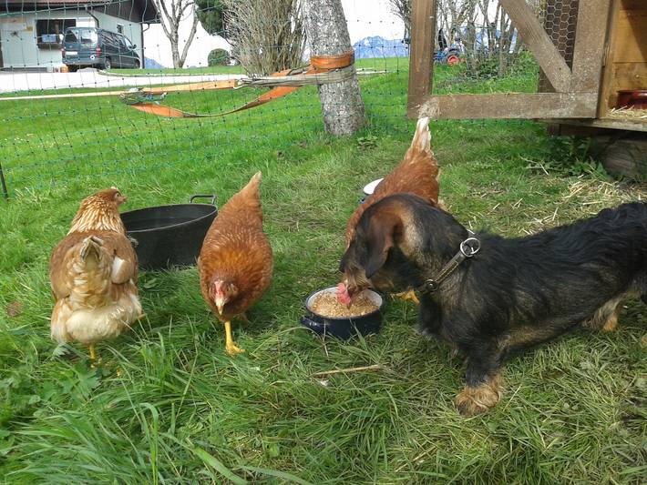 Ferienhaus für 5 Personen, mit Terrasse in Bad Goisern am Hallstättersee - 3