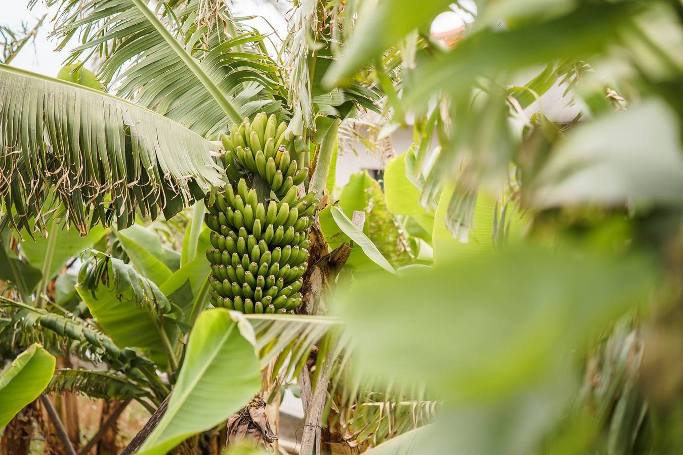 Ferienhaus für 2 Personen mit Garten in São Martinho, Madeira