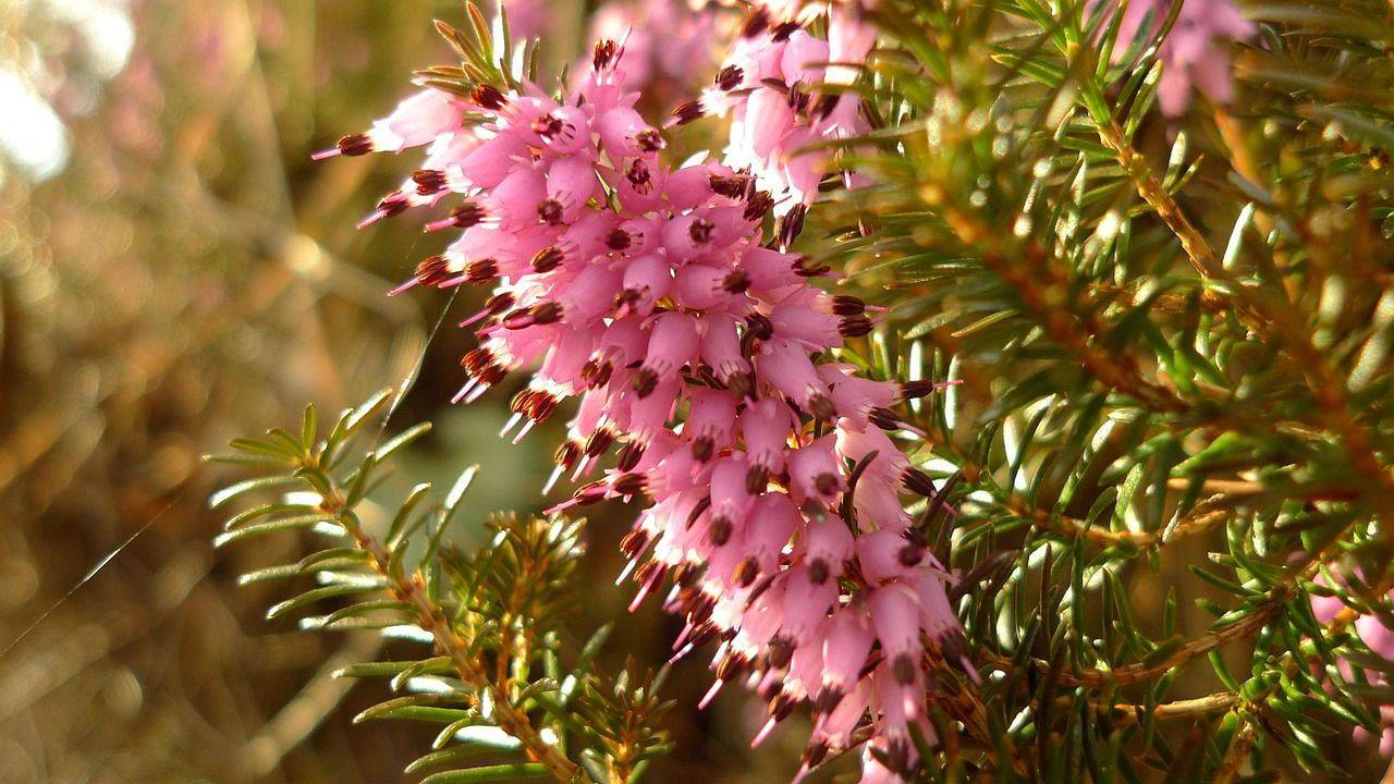 Ganze Ferienwohnung, Ferienwohnung für 2 Personen (40 m²) in Schneizlreuth in Weissbach an der Alpenstrasse, Schneizlreuth