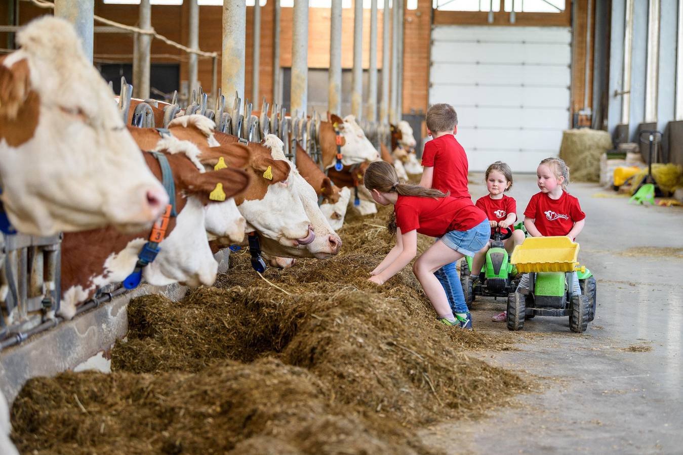 Almerhof - Waldferienhof Almer - Ferienwohnung Tanne in Zwiesel, Ostbayern