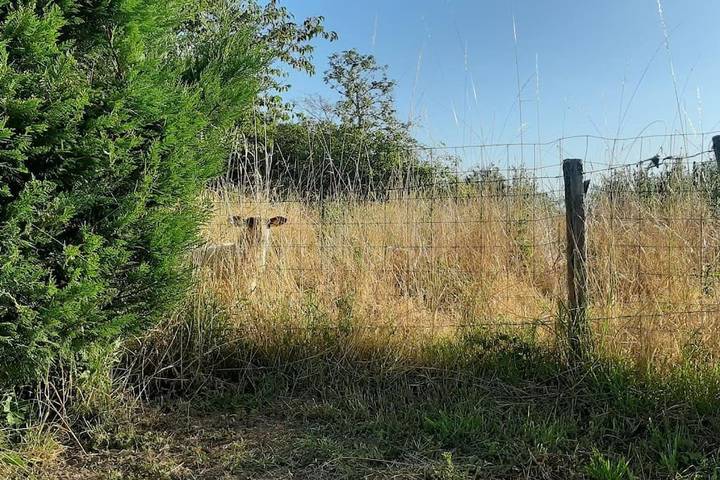 Location de vacances pour 6 personnes, avec terrasse et vue ainsi que piscine et jardin à Limeuil - 2