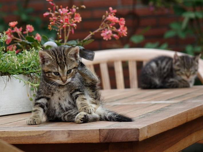 Bauernhof für 4 Personen, mit Terrasse und Garten in Gelting - 2